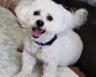 Dexter #453 - Maltipoo Male Dog for Adoption