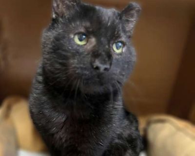 GC - Domestic Shorthair Male Cat for Adoption