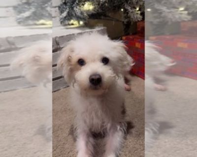 1 Year 8 Months Old * Size at Maturity: Medium * Availability Date: 11/22/2025 * Shipping Area: Pick Up Only * Payment Method: Cash *. Meet Ziggy, A Loving Shih Tzu! Ziggy is a 1 year and 8 months Shih Tzu poodle, Chihuahua mix, who s full of love and personality. He s very friendly, well-trained, and great with kids! he loves hugs, cuddles, and being around family. Ziggy is house-trained, crat...