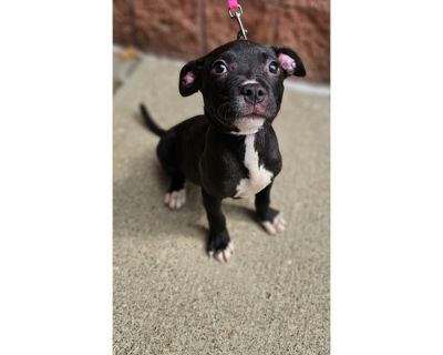 Louise - American Pit Bull Terrier/Mixed Breed (Medium) Mix Female Dog for Adoption