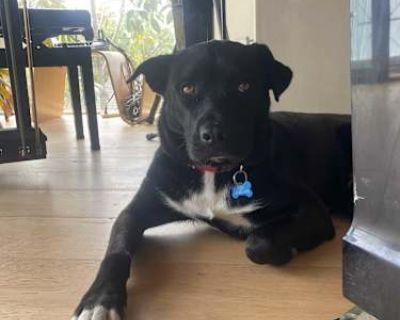 Rudy - Courtesy post - Staffordshire Bull Terrier/Husky Mix Male Dog for Adoption