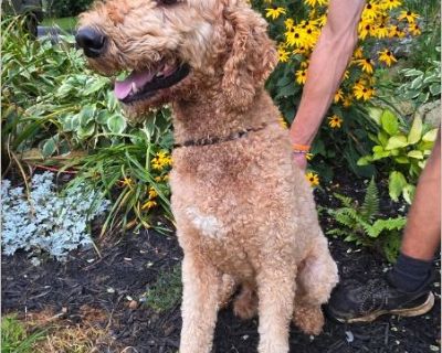 Oakey is a beautiful boy and needs someone to love him and take good care of him. He is outside so he would need to work on house training. He is very sweet and does well with other female dogs, I'm unsure how he would do with small dogs, male dogs, cats, or smaller children just because he hasn't been around them.