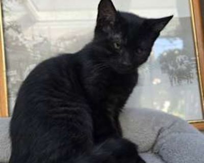 Want to meet? [ Fill out the Application ] , then email it to the contact in this bio.. Good with kids Good with dogs Good with cats Purebred Shots current Housetrained. Breed Domestic Shorthair Color Black (All) Age Kitten Sex Male Pet ID 22052374-297 Hair Length short