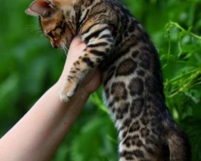 Simba - Bengal Male Kitten For Sale