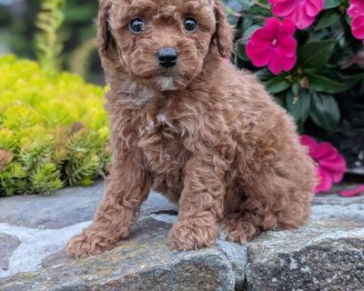Bella - 10 Weeks Female Toy Poodle Puppy for Sale