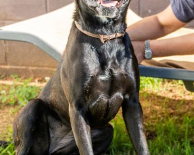 Ivory- IN FOSTER - Mixed Breed Female Dog for Adoption