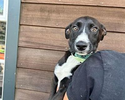 Rooney Tunes ~meet me! - Border Collie/Labrador Retriever Mix Male Puppy for Adoption