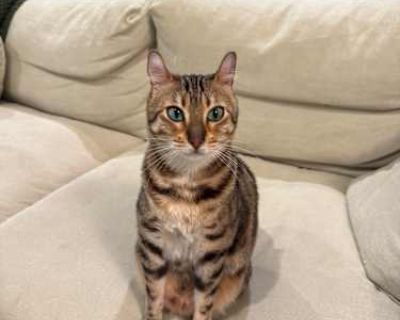Nola - Bengal Female Cat for Adoption