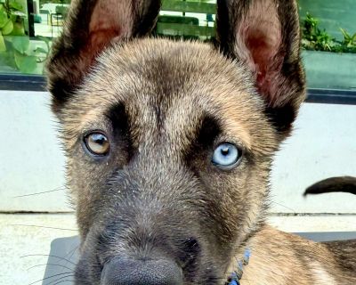 Acorn is super silly and sweet, loves belly rubs, loves fetching the ball, food-motivated, and smart. Rescued from the shelter, this 3-month-old weighing approximately 15 lbs is looking for his forever homes. With a heart full of hope and tail that never stops wagging, he s ready to bring joy, laughter, and love to your home. Why you ll fall in love with him: Super smart, affectionate, and deep...