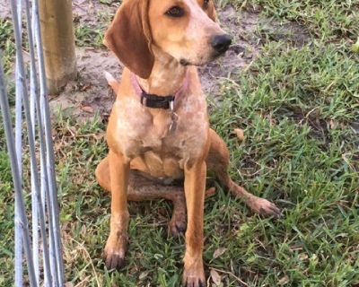 Red Tick/Walker Coon Hound 8 Months