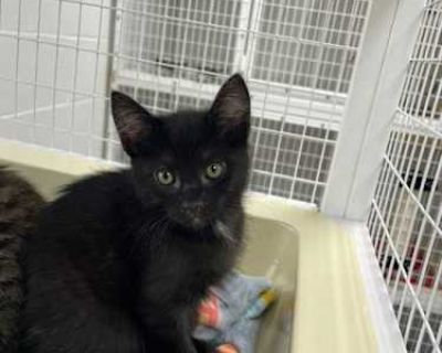 25-05 Eden - Domestic Shorthair Female Cat for Adoption