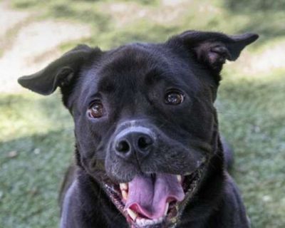 Thomas (Cocoa) - American Pit Bull Terrier Male Dog for Adoption