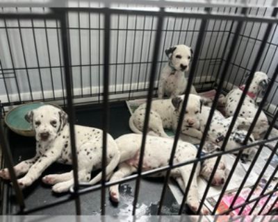 DALMATIAN