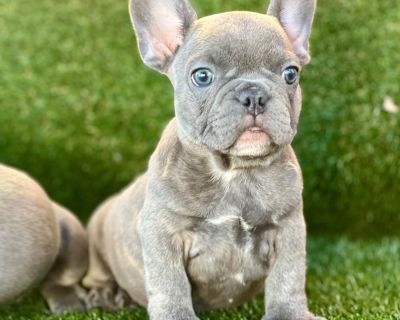 2 Male and 3 Female French Bulldog Puppies for Sale