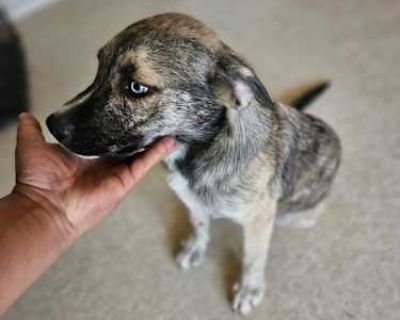 Milo - Husky/Great Pyrenees Mix Male Puppy for Adoption