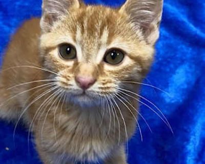 25-38 Lux - Domestic Shorthair Male Cat for Adoption