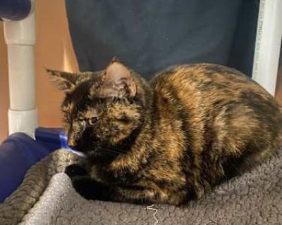 Hi, I am Boba! Like most cats I am shy at first but quick to warm up! I am an independent lady and do not require a lot of attention, I just like to know you are there. I am not the biggest fan of dogs but as long as they do not bother me I will not bother them. I have previously lived with other cats and dogs.. Good with kids Good with cats Shots current Spayed / Neutered Housetrained Microchi...