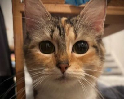 Clementine - Domestic Shorthair Female Cat for Adoption