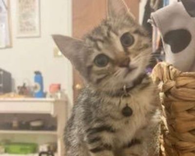 Clarke - Domestic Shorthair Male Kitten for Adoption