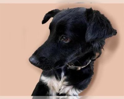 PANDA - Labrador Retriever Mix Male Puppy for Adoption