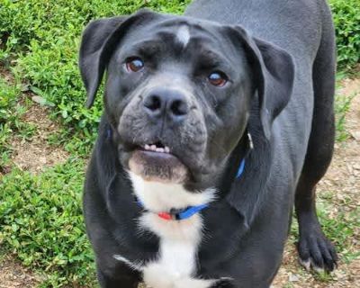 Buster - Beagle/English Bulldog Mix Male Dog for Adoption