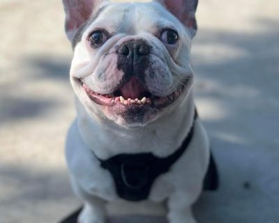 Meet Henry, a Petstablished French Bulldog Dog