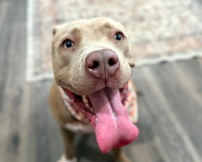 Meet May Your Future House Hippo Extraordinaire! If youve ever dreamed of a best friend who has the zoomies of a puppy, the snuggles of a teddy bear, and the biggest, silliest pittie grin in the worldthen look no further, because May is your girl! With her stunning beige-silver coat that shimmers in the sunshine and those soulful yellow eyes that sparkle like gold, this 2-year-old pittie prince...