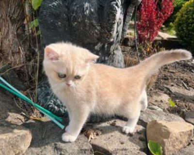 Show quality. Champion bloodlines. Vaccinated. Not registered. He will come vaccinated, dewormed and with papers. He is extremely cuddly and playful. Will run up to you and crawl into your lap. Thick and beautiful rare coat color.