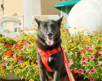 Maddy (HDS) - German Shepherd Dog/Jindo Mix Female Dog for Adoption
