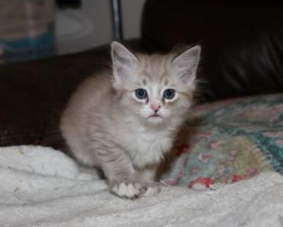 Household pet. Breeding allowed. Not registered. The kitty comes with a health guarantee and immunization records. Free cat carrier and some cat foods with purchasing. Our kittens are born and raised in our home in excellent loving conditions. The kittens get lots of caring and become very friendly and communicative with others. Our kittens are sweet and charming, with silky fur and large eyes....