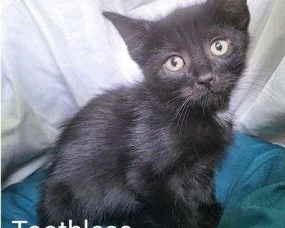 Toothless - Domestic Shorthair Male Kitten for Adoption