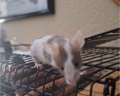 Fancy Mouse about 3 years of age, her sister died and I no longer have the means to take care of her as well as I once did. A Family Member also purchased a cat and she won't leave her cage alone. We live in a smaller apartment, I'd appreciate it if she went to a home where she can be with other mice and socialize.