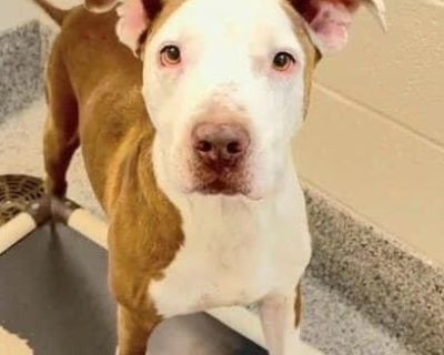 Hopper - American Staffordshire Terrier Mix Male Dog for Adoption