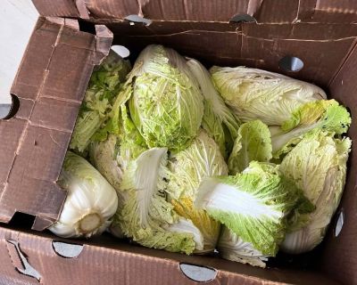 Napa cabbage & celery in boxes