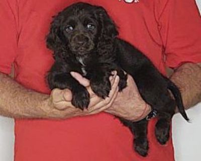 Gracie - Cocker Spaniel/Toy Fox Terrier Mix Female Puppy for Adoption