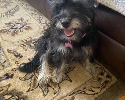 Miniature schnauzer looking for loving home!