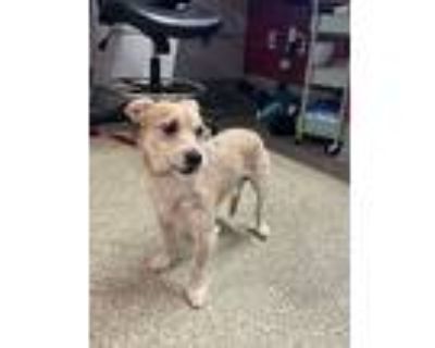 Terrier (unknown Type, Medium) For Adoption In Pomona, California