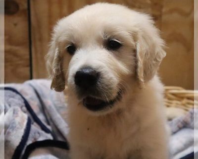 Litter of 10 - English Cream Golden Retriever Male Puppy for Sale