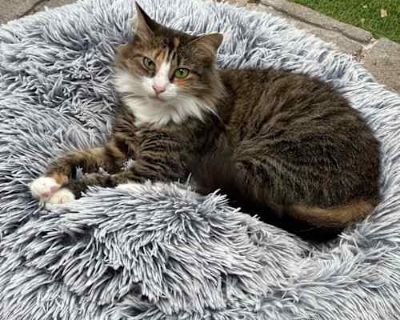 This sweet and beautiful calico is usually the first to greet you at the door, ready to welcome you home with her gentle charm. Dovie loves making friends with other cats, enjoys a good back scratch, and is easy to pet and handle. She s food-motivated, playful (especially with her feline companions), and has all the makings of a wonderful house cat. With her affectionate personality and friendl...