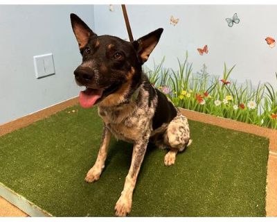 PERU - Australian Cattle Dog/German Shepherd Dog Mix Male Dog for Adoption