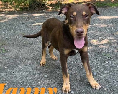 Young. Brown/chocolate. Adoption process Lucky's Legacy exists to serve the best interest of the animals in our care; thus, we have the right to deny the adoption of any animal at any time. Furthermore, Lucky's Legacy is not responsible for any veterinarian responsibilities that may occur once the adoption process has been completed, unless specified otherwise by an official staff member of the...