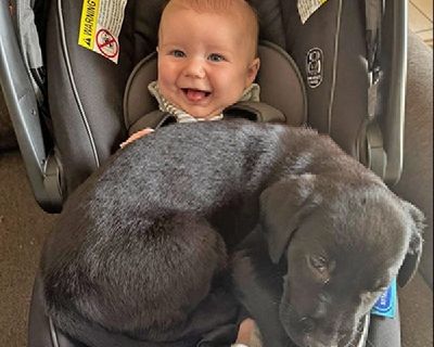 LAB PUPPIES READY TO GOEYE EXAM GOOD shots wormed.219-508-4445