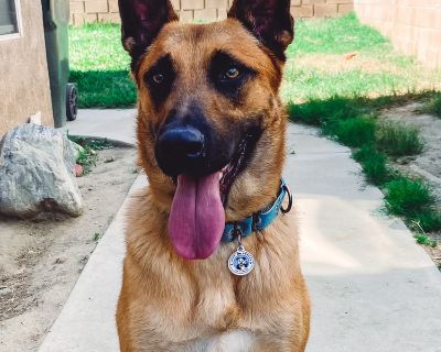 Meet Ziggy, a Petstablished German Shepherd Dog Dog