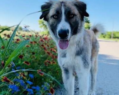 Phoebe - Anatolian Shepherd Female Dog for Adoption