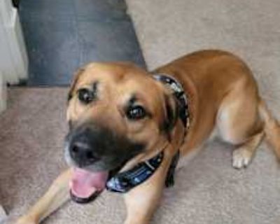 Daemon - German Shepherd Dog Male Dog for Adoption