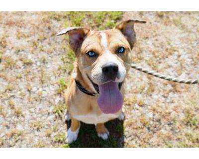 Marty - Australian Shepherd/French Bulldog Mix Male Dog for Adoption