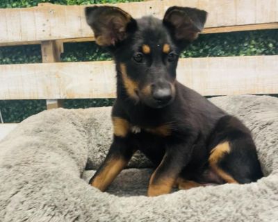 Casino Royale - German Shepherd Dog Mix Female Puppy for Adoption