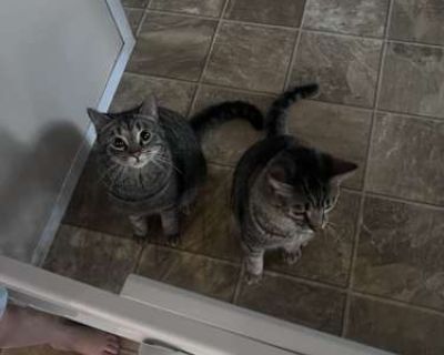 Simba and Loki are brothers from the same litter and have been together since birth. Do not want to separate them! They are good with dogs and children of all ages. Simba and Loki are 3 years old and were born in September of 2023. My kids are so attached to them and we really want them going to a good home, we just don t have the means to care for them any longer. We originally took them in as...