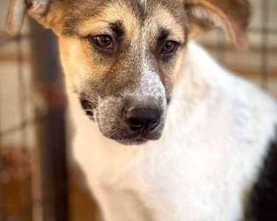 Shamo - Shepherd (Unknown Type)/Mixed Breed (Medium) Mix Male Puppy for Adoption