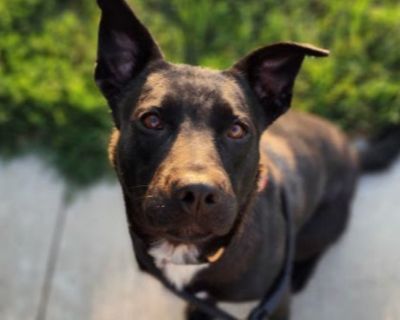 Lacey - Black Labrador Retriever & German Shepherd Dog Mix Female Dog for Adoption